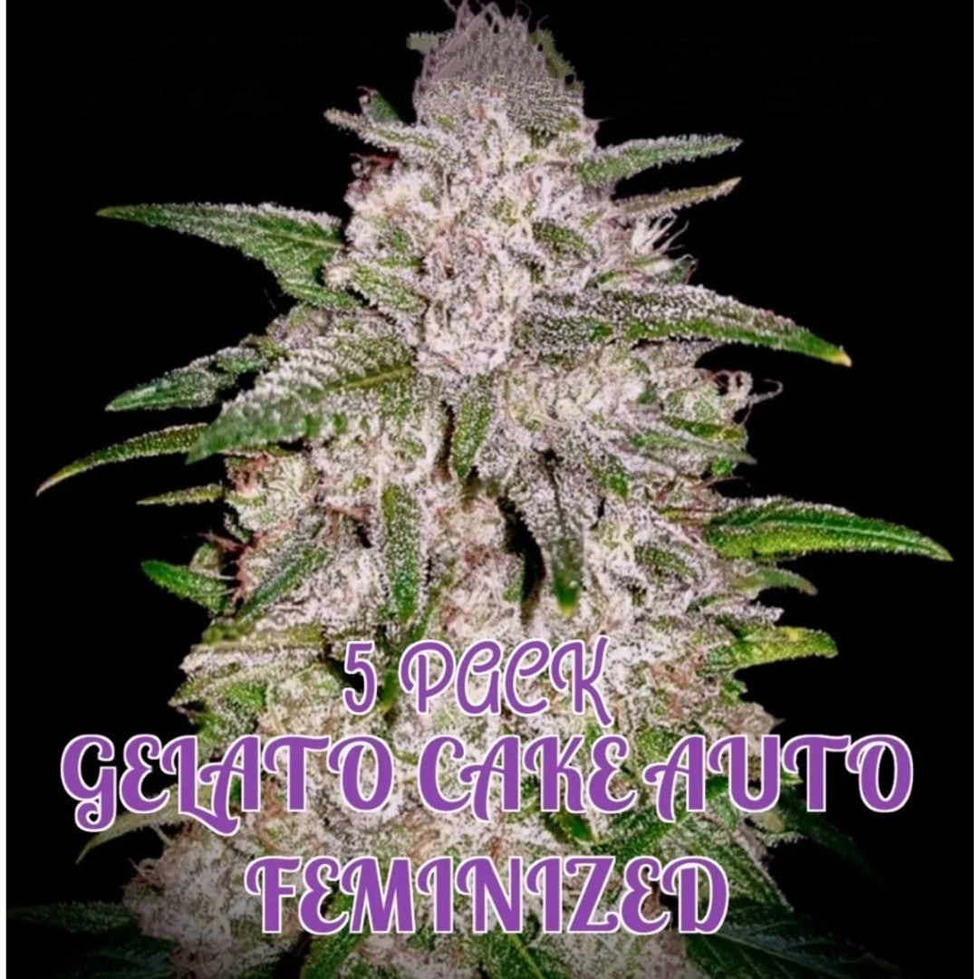 Gelato Cake: Limited Edition (Auto)