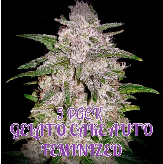 Gelato Cake: Limited Edition (Auto)