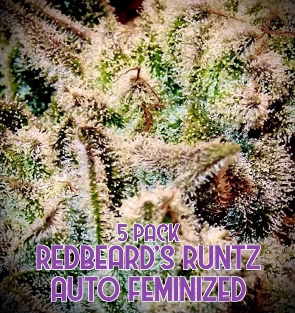 Redbeard's Runtz (Auto)