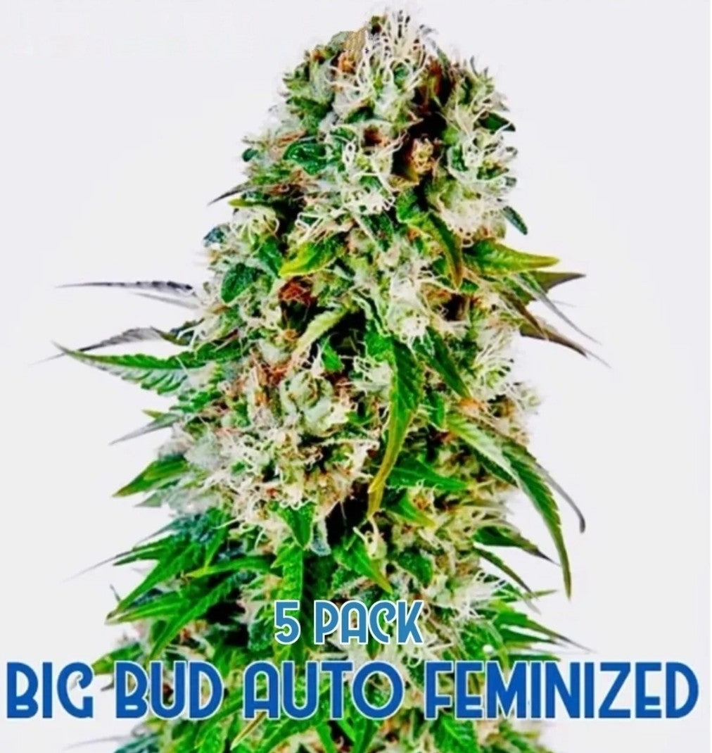 Big Bud (Auto)