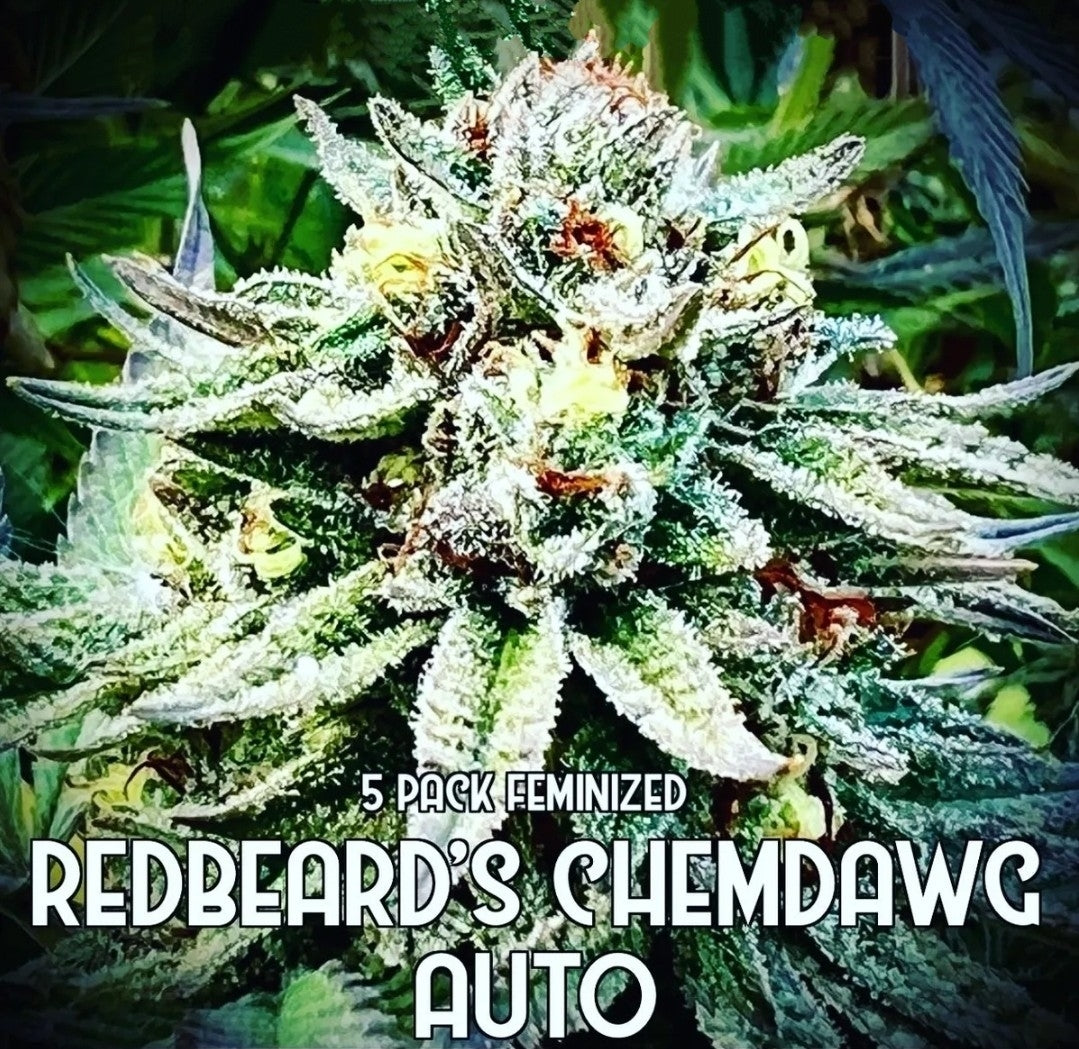 Redbeard's Chemdawg (Auto)