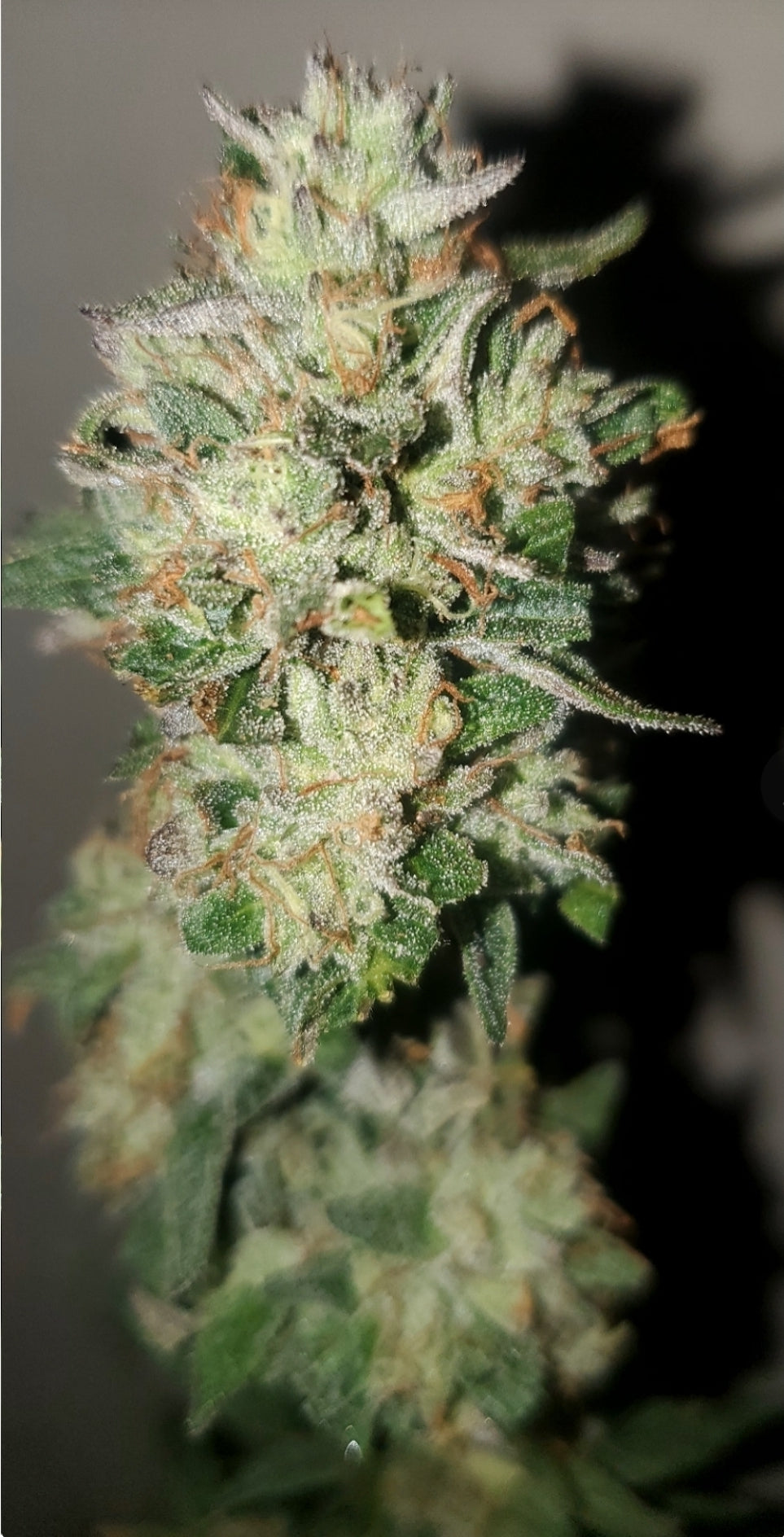 Lemon Cherry Gelato S1 Feminized (5 pack)