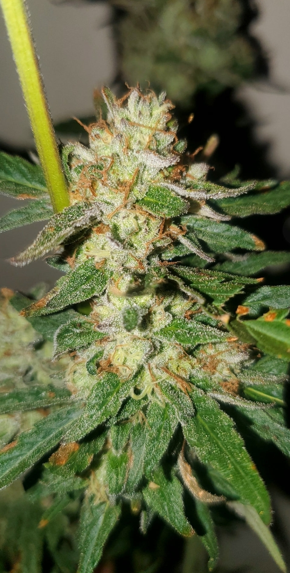 Lemon Cherry Gelato S1 Feminized (5 pack)