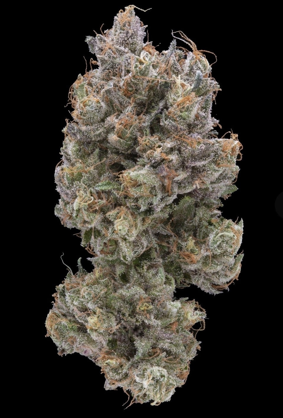 Banana Gelato Feminized (5 pack)