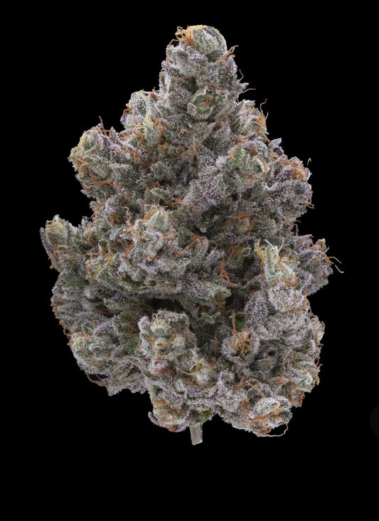 Gorilla Gelato Feminized (5 pack)