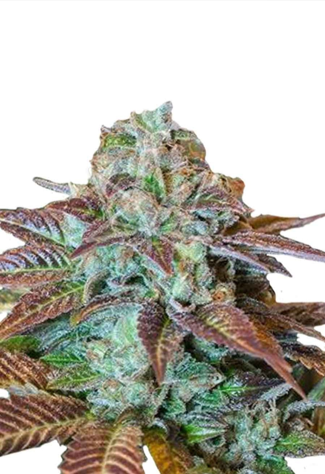 Chocolate Chunk Feminized Marijuana Seeds