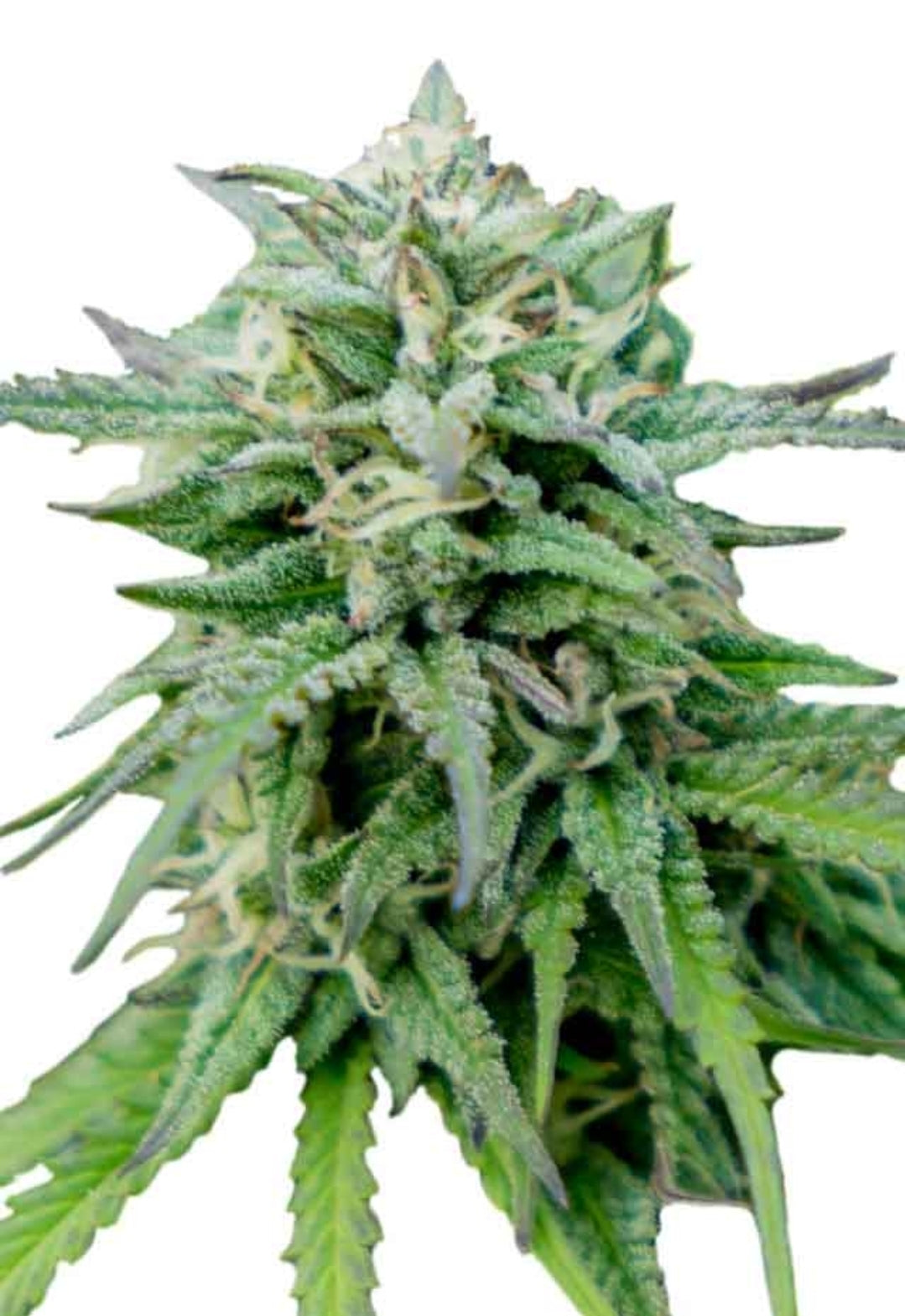 Cheese Feminized Marijuana Seeds