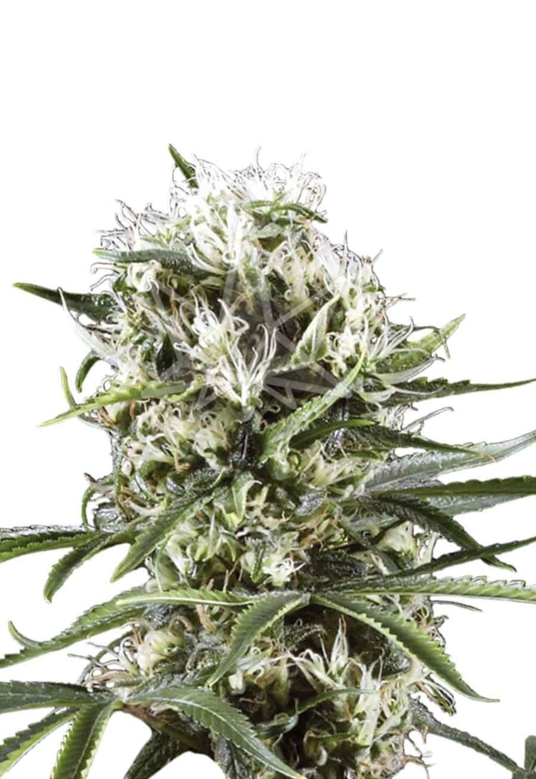 Great White Shark Feminized Marijuana Seeds