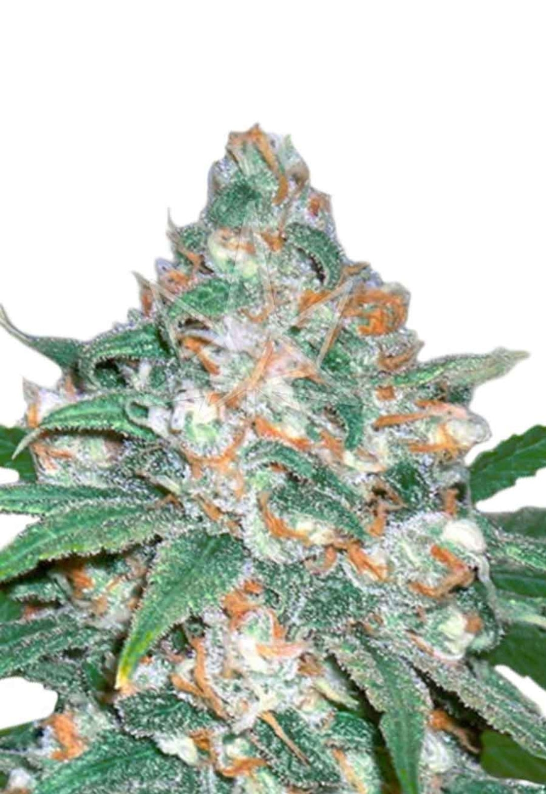 Devil’s Crack Feminized Marijuana Seeds