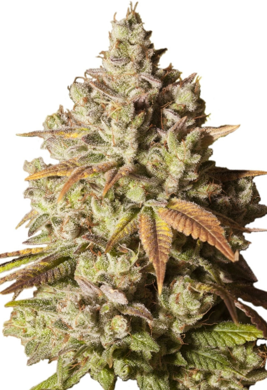 Gorilla Glue #4 Feminized Marijuana Seeds