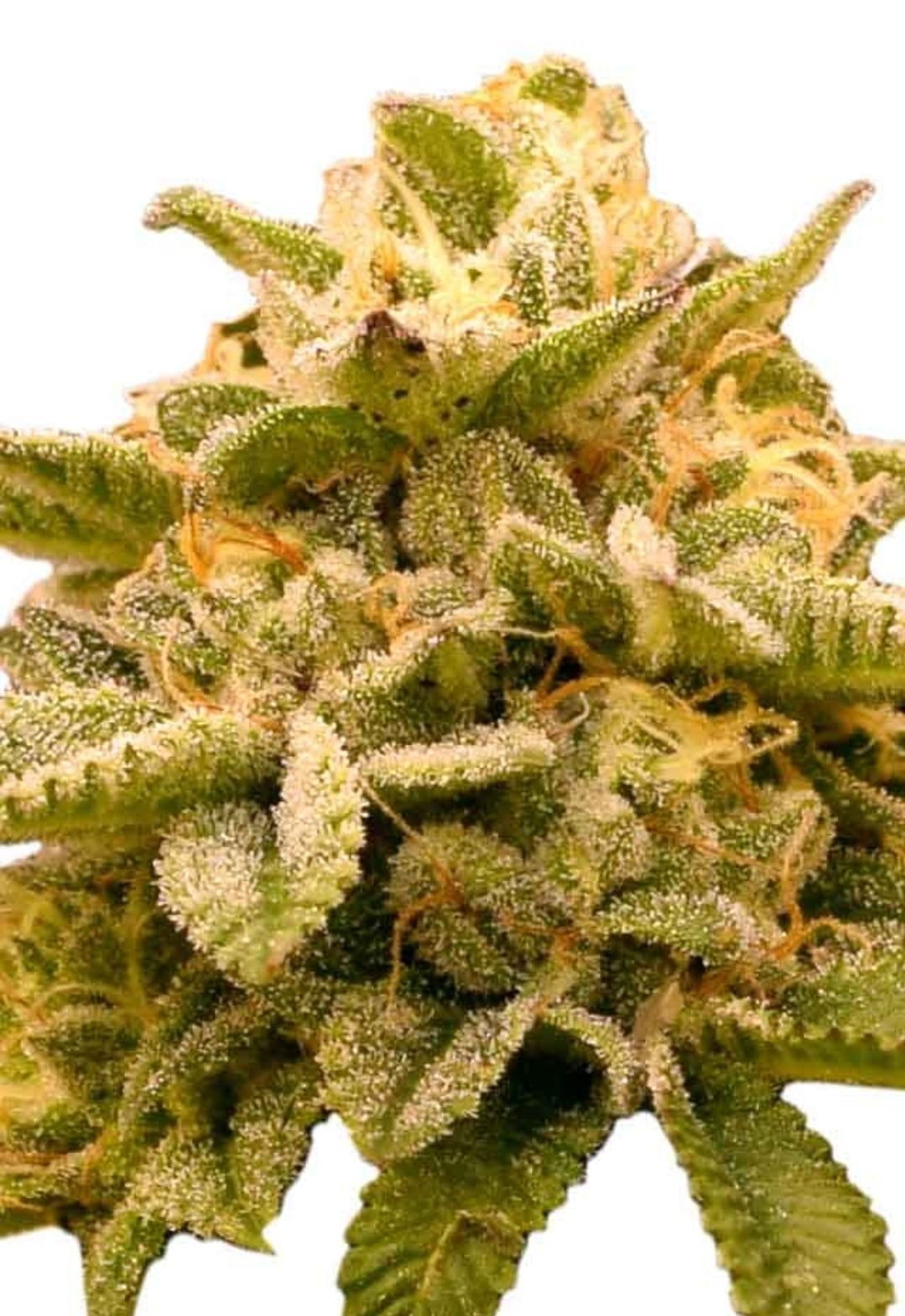 Platinum OG Feminized Marijuana Seeds