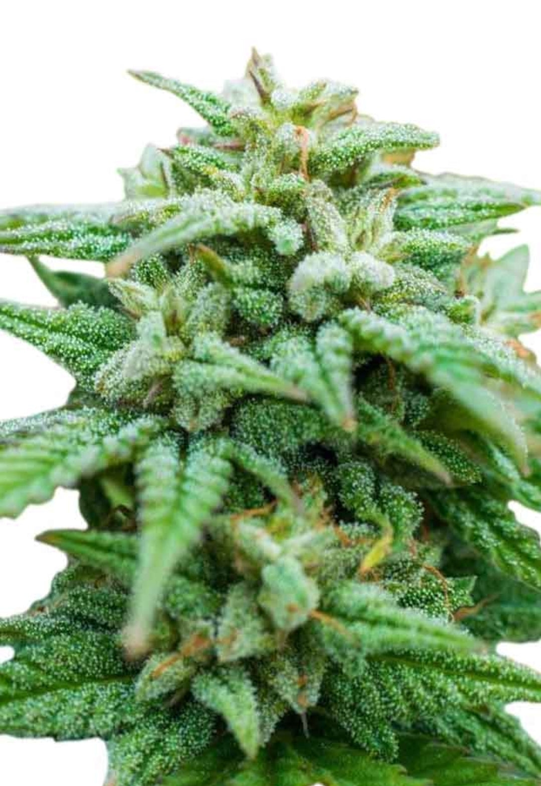 Rock Candy Feminized Marijuana Seeds