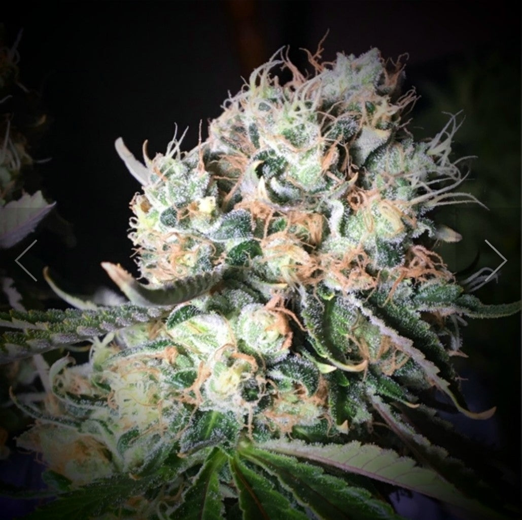 Strawberry Diesel Feminized Marijuana Seeds