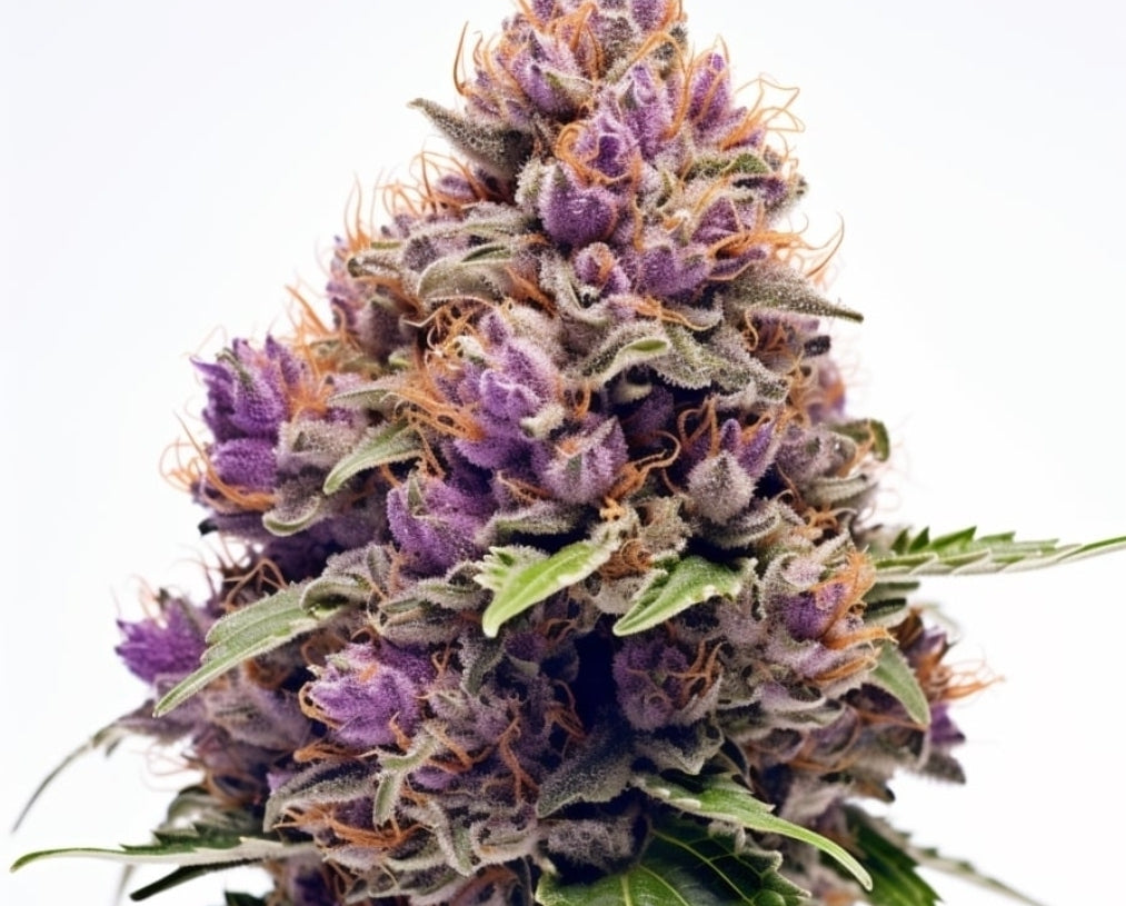 Sour Grape Feminized Marijuana Seeds