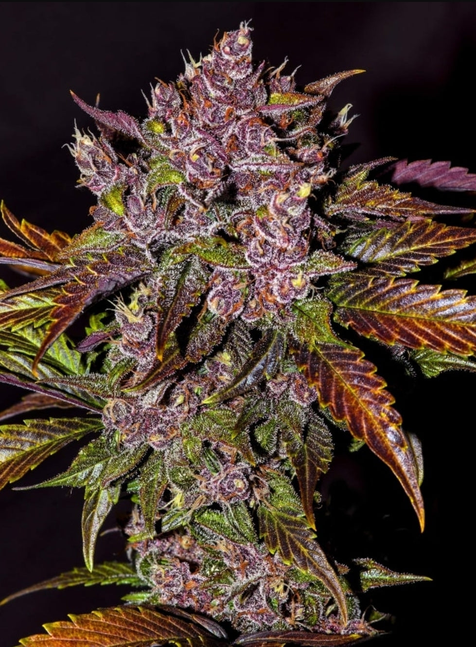 Blackberry Autoflower Marijuana Seeds