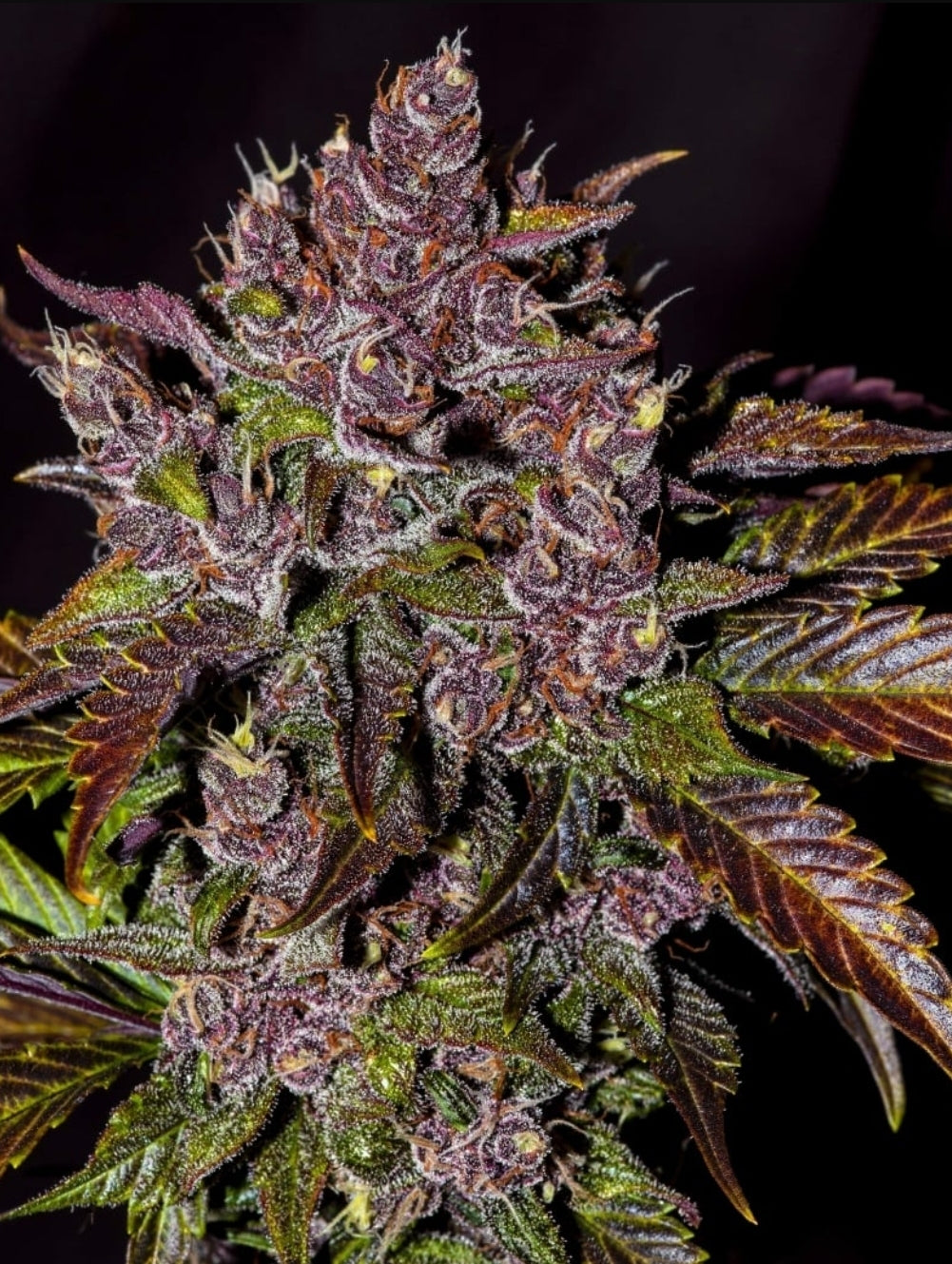 Blackberry Autoflower Marijuana Seeds