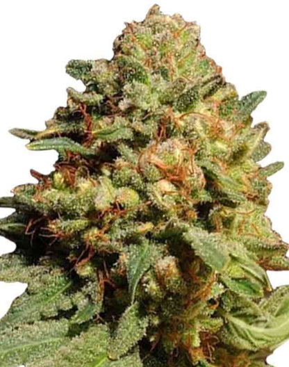 Pineapple Express Autoflowering Marijuana Seeds