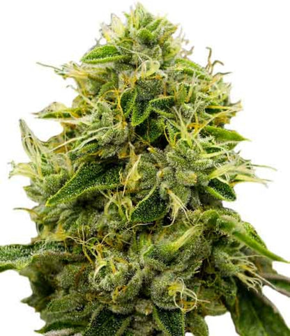 Skywalker Autoflower Marijuana Seeds