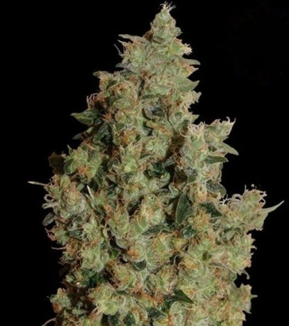 Tangerine Dream Autoflower Marijuana Seeds