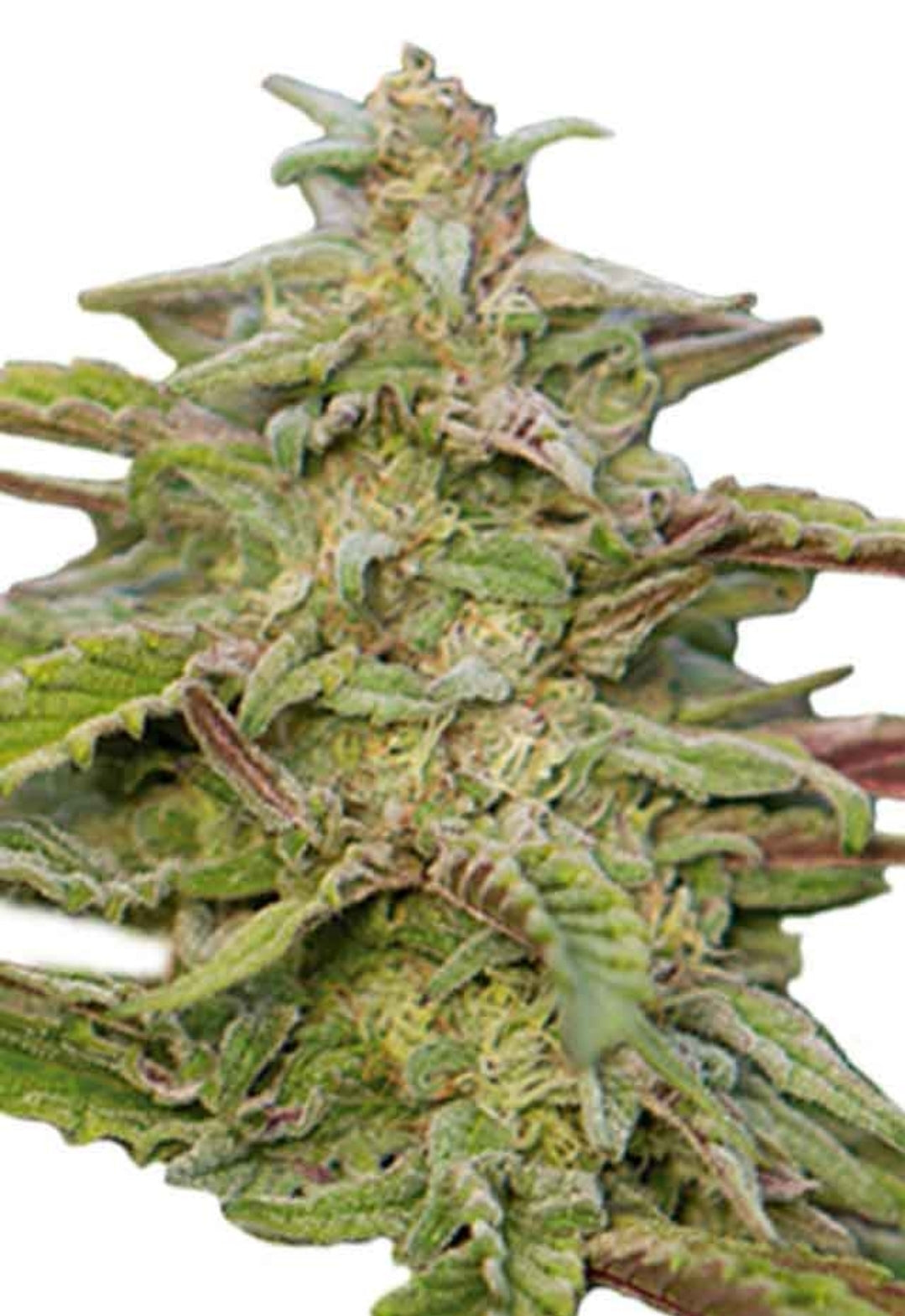 Train Wreck Autoflower Marijuana Seeds