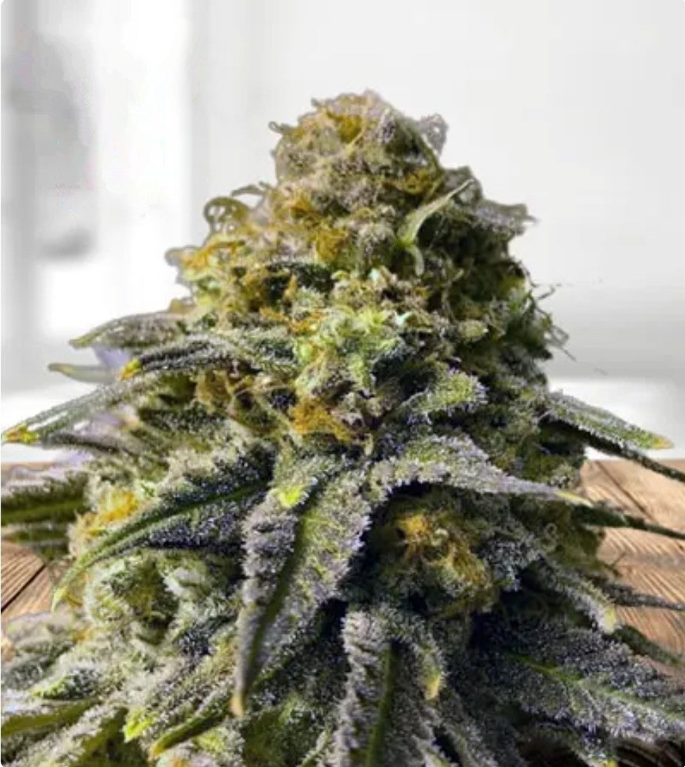 Black Indica Feminized Marijuana Seeds﻿