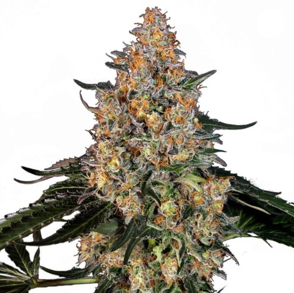 Bubba Kush Feminized Marijuana Seeds