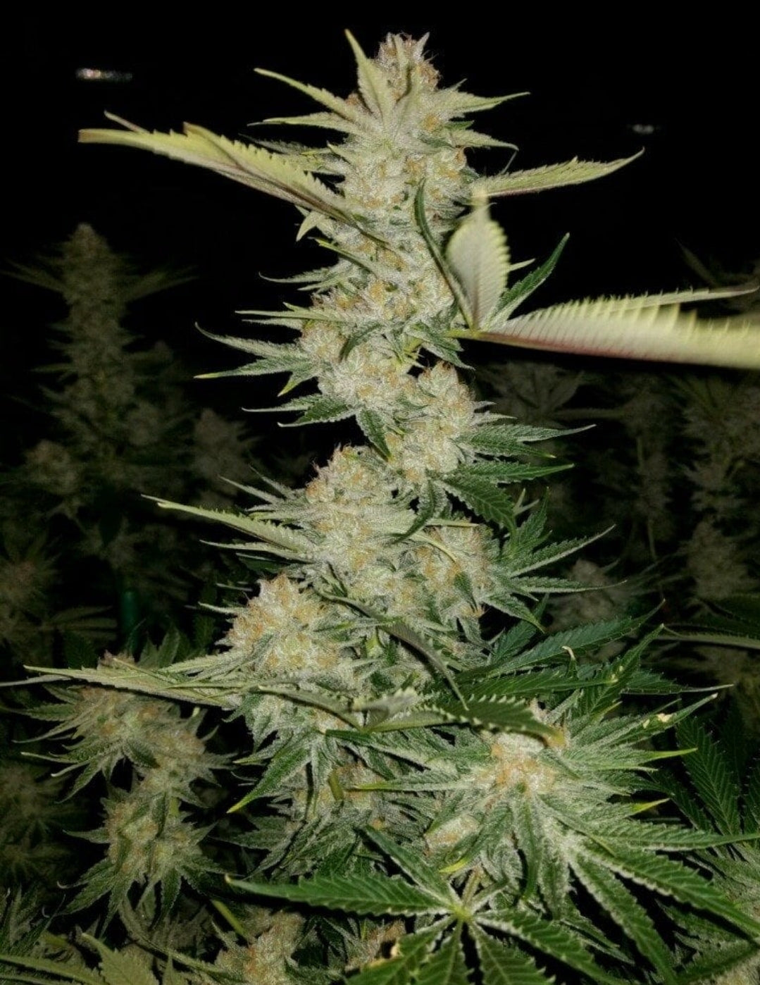 Crown Royale Feminized Marijuana Seeds