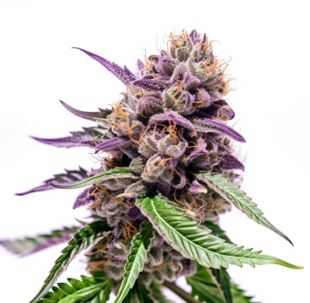 Dark Angel Feminized Marijuana Seeds