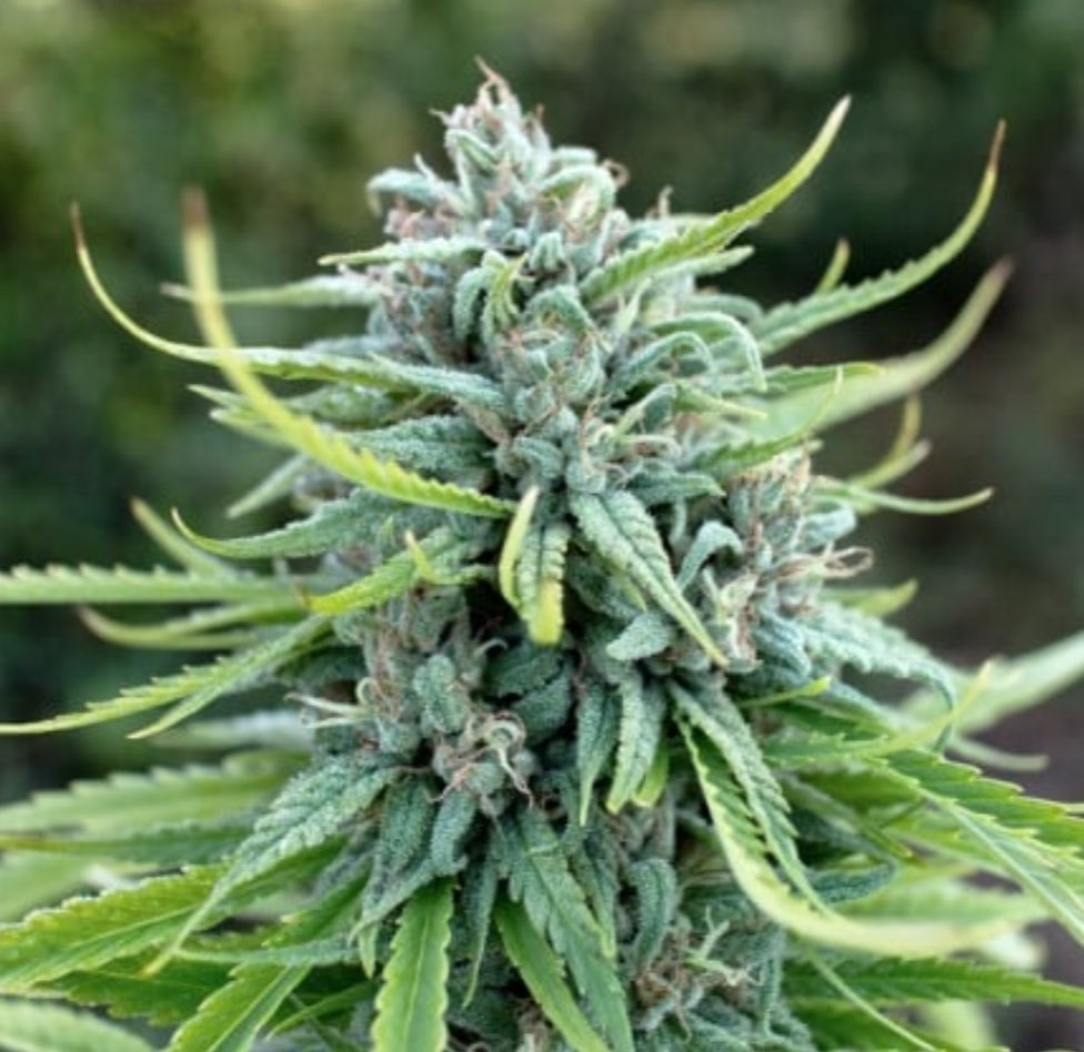 Durban Poison Feminized Marijuana Seeds