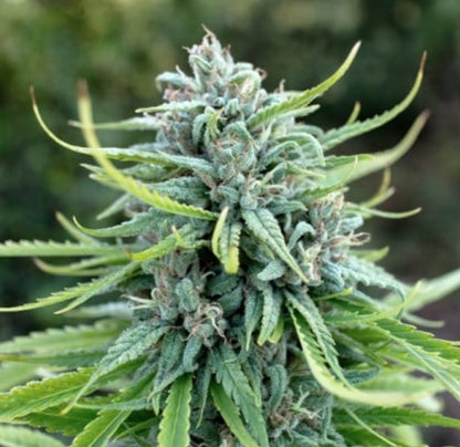 Durban Poison Feminized Marijuana Seeds