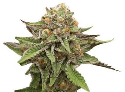 Green Crack Feminized Marijuana Seeds