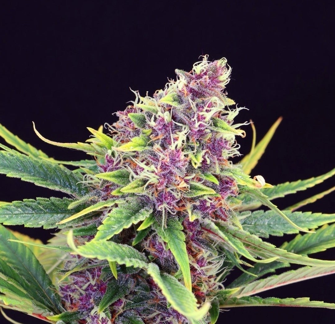 Purple Kush Feminized Marijuana Seeds