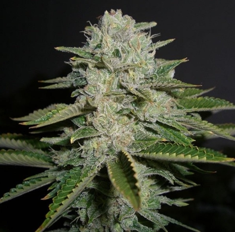 Sour Diesel Feminized Marijuana Seeds