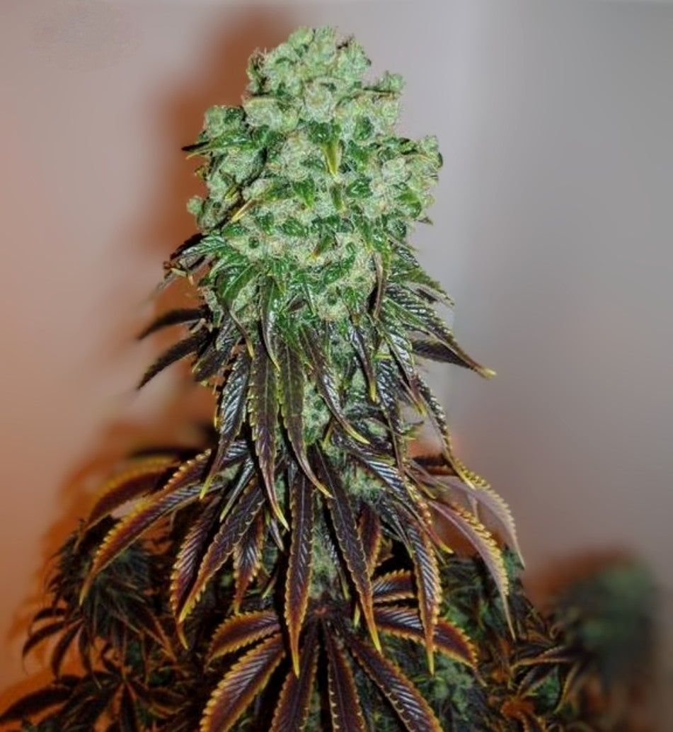 Sour Jack Feminized Marijuana Seeds