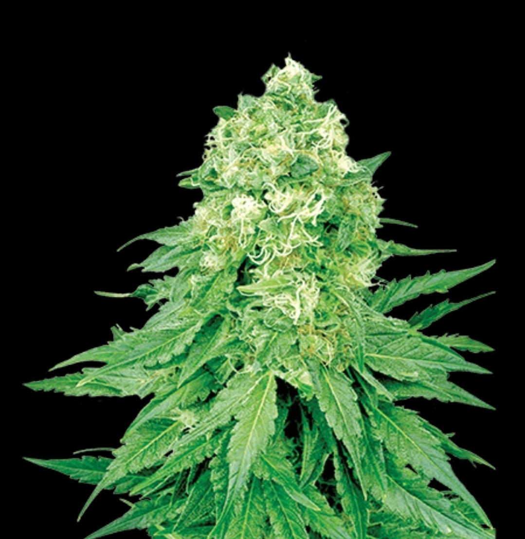 White Banner Feminized Marijuana Seeds