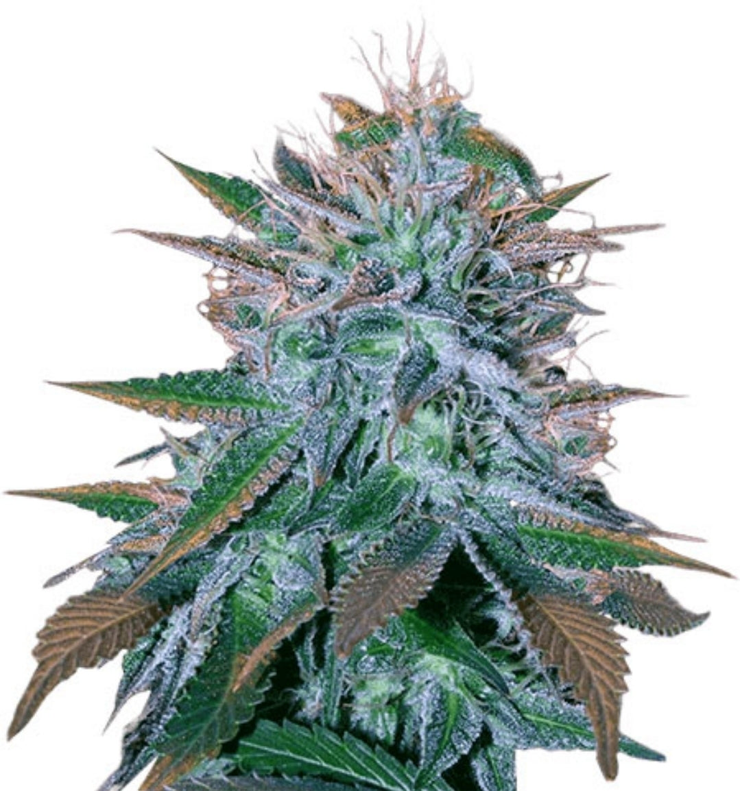 White Widow Feminized Marijuana Seeds