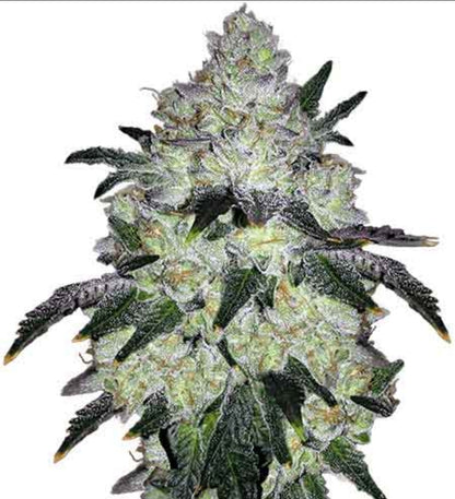 White Cookies Feminized Marijuana Seeds