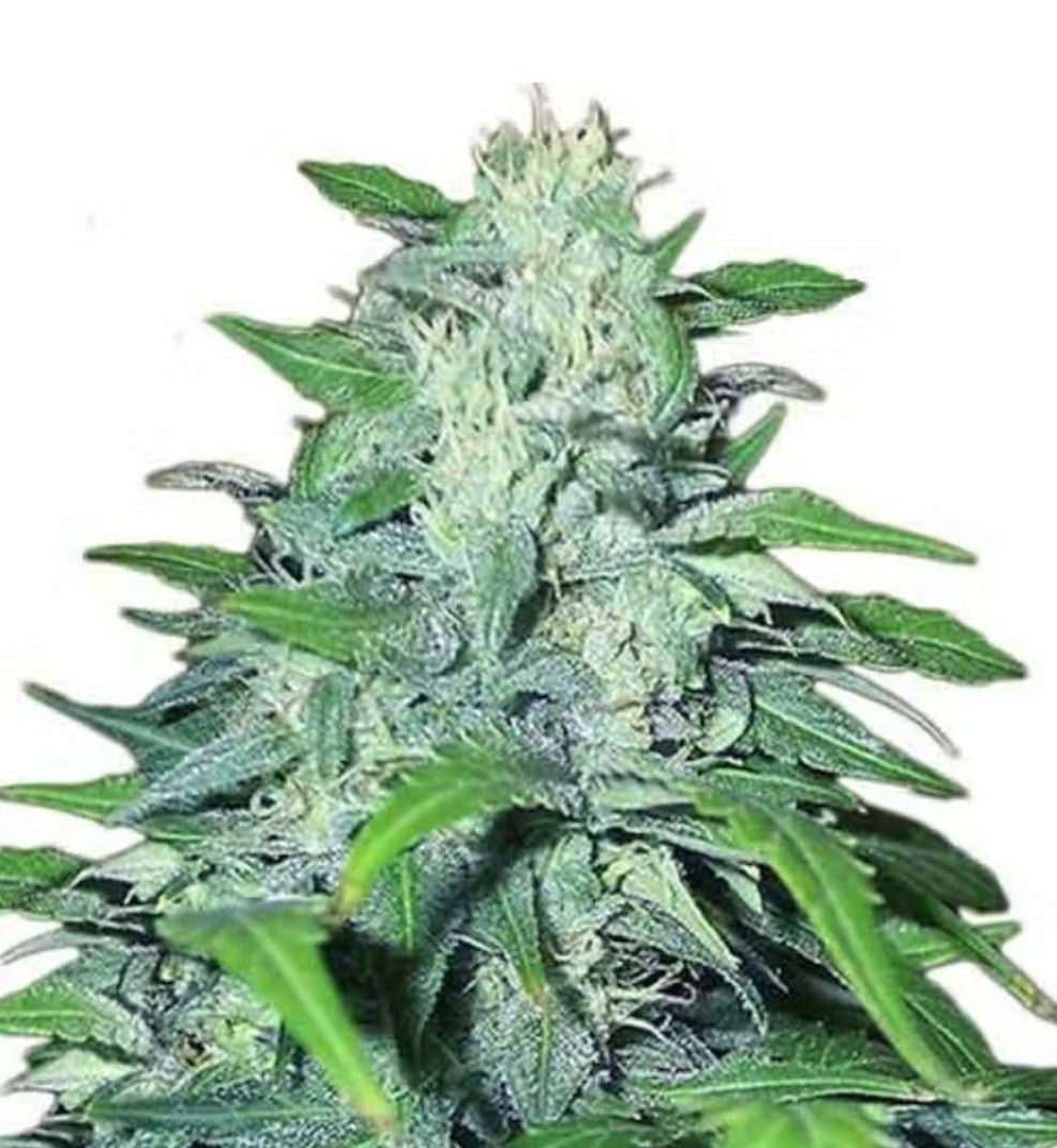 Dwarf Low Flyer Autoflower Seeds