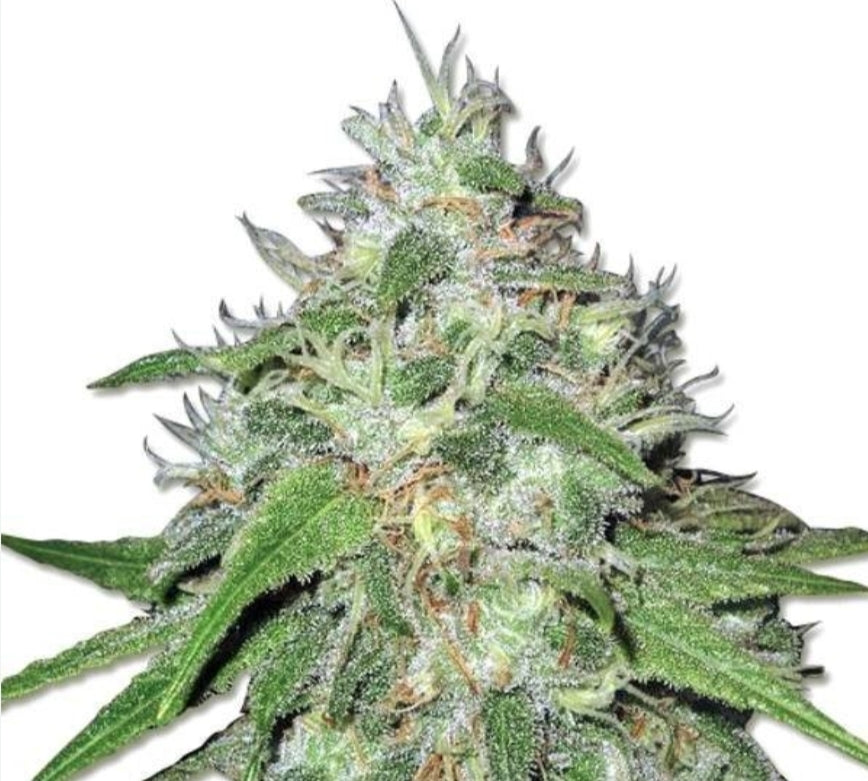 Amnesia Haze Autoflowering Marijuana Seeds