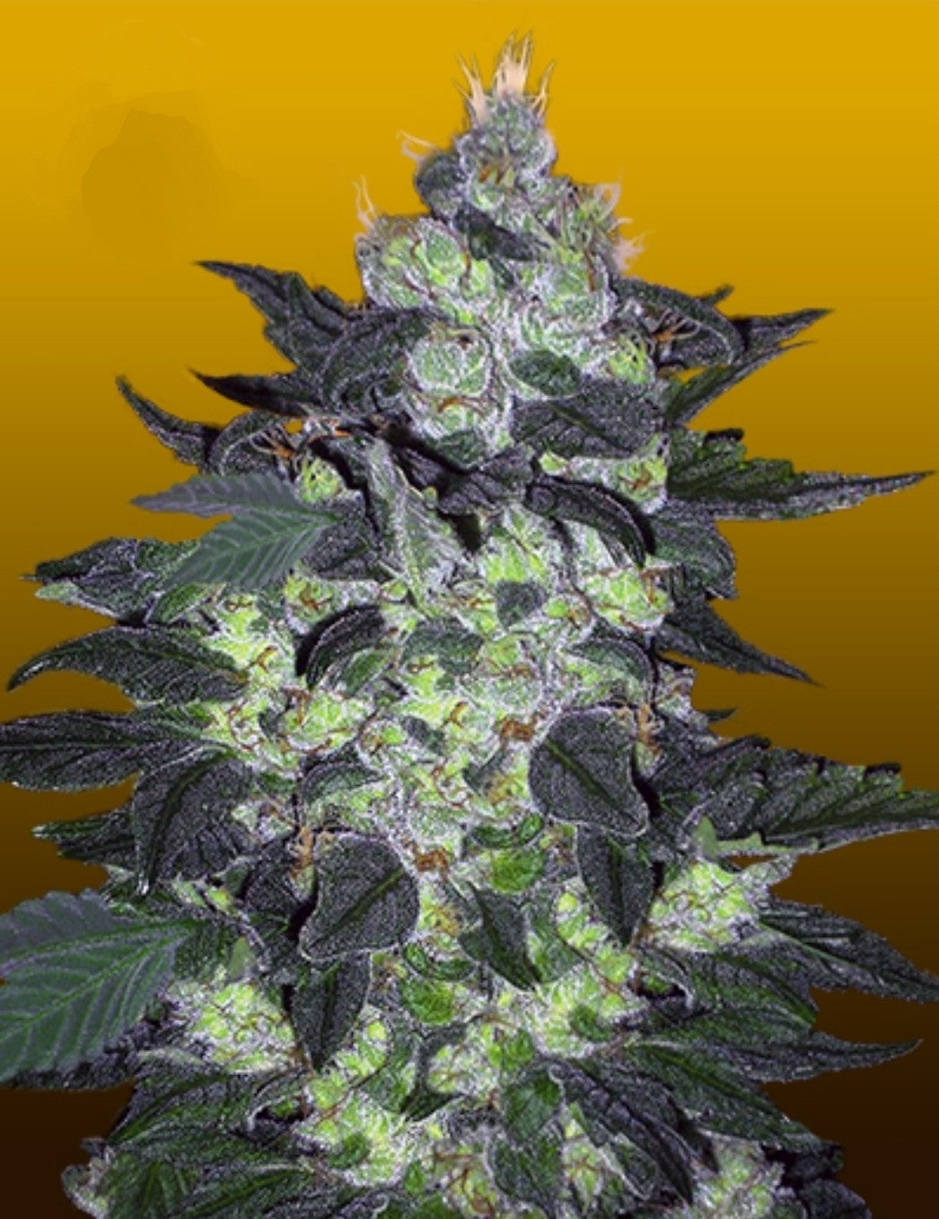 Candy Cane Autoflowering Marijuana Seeds