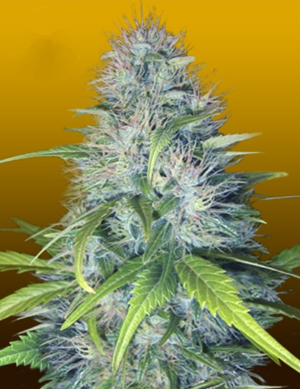 Early Miss Autoflowering Marijuana Seeds