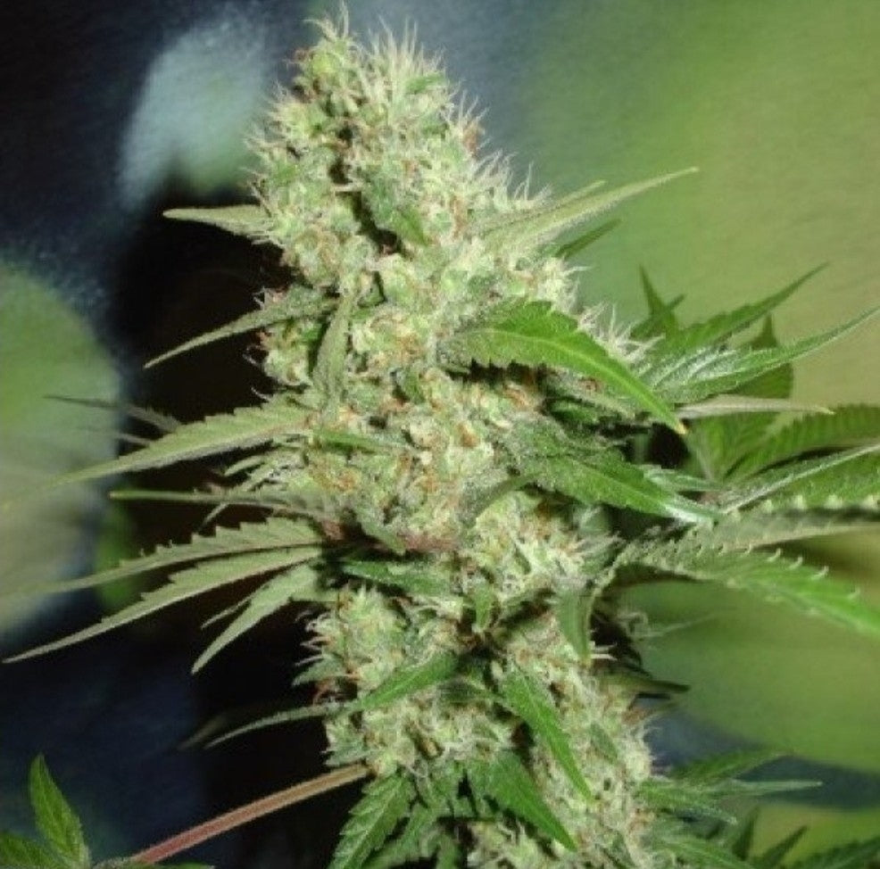 Jack Herer Autoflower Seeds