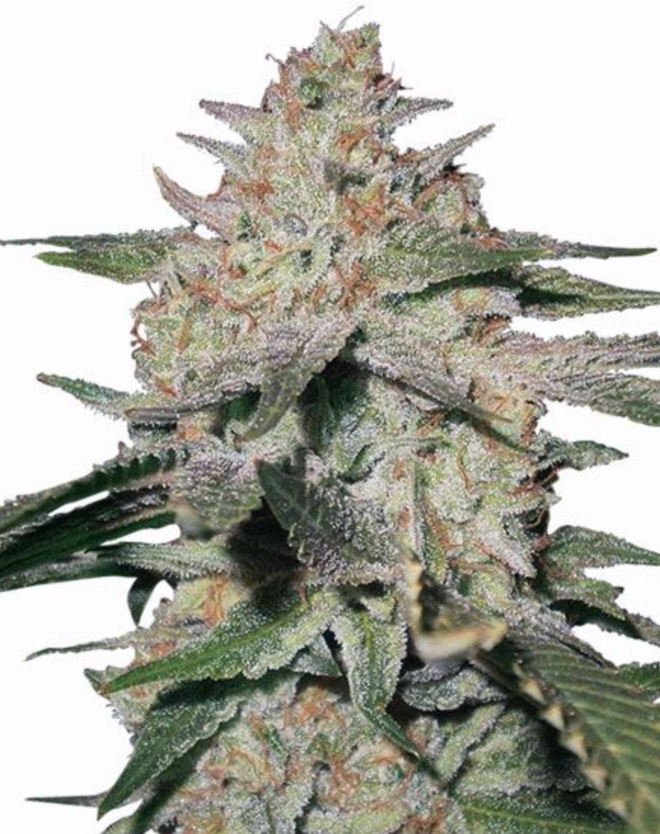 Northern Lights Autoflowering Marijuana Seeds