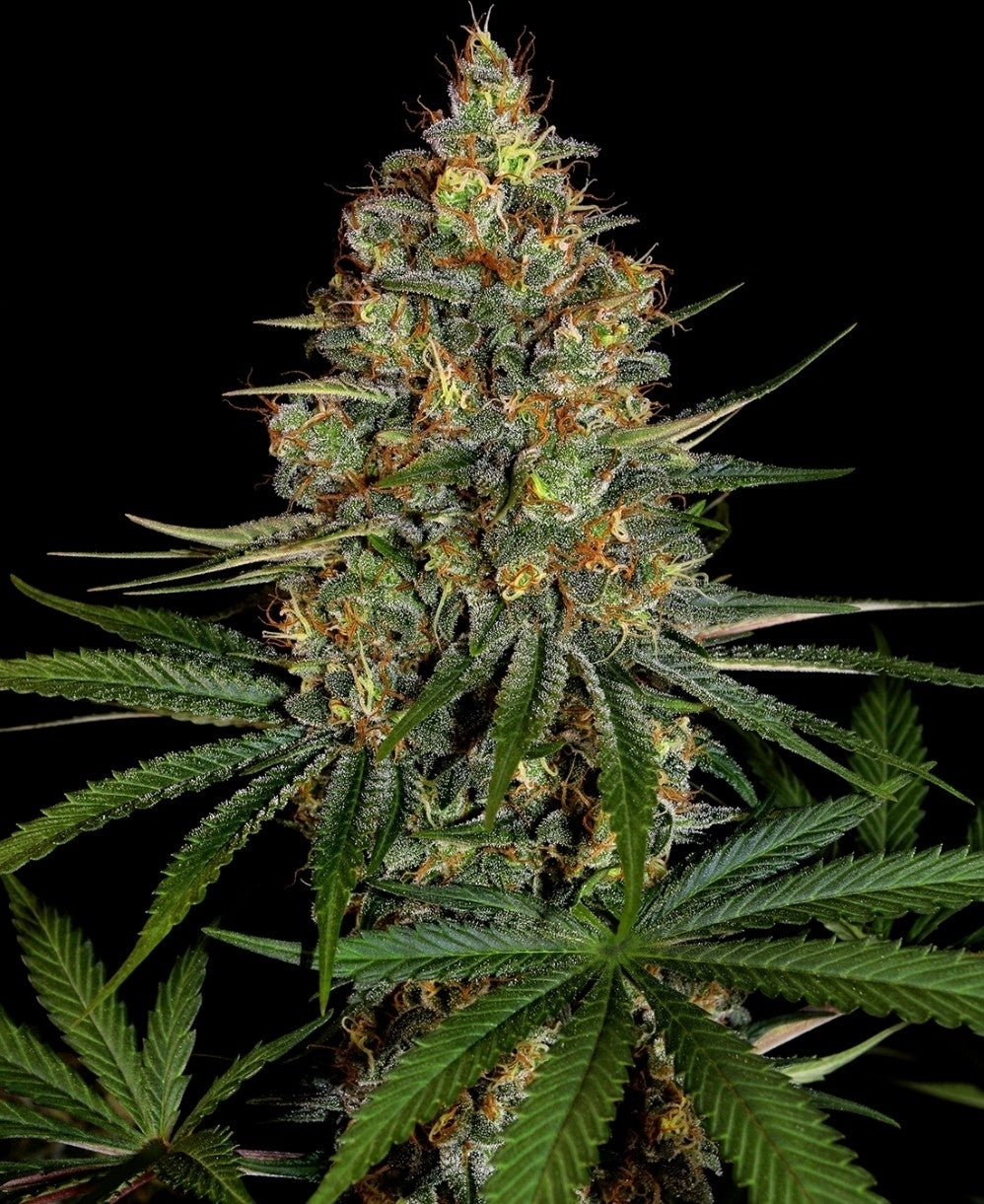 NYC Diesel Autoflowering Marijuana Seeds