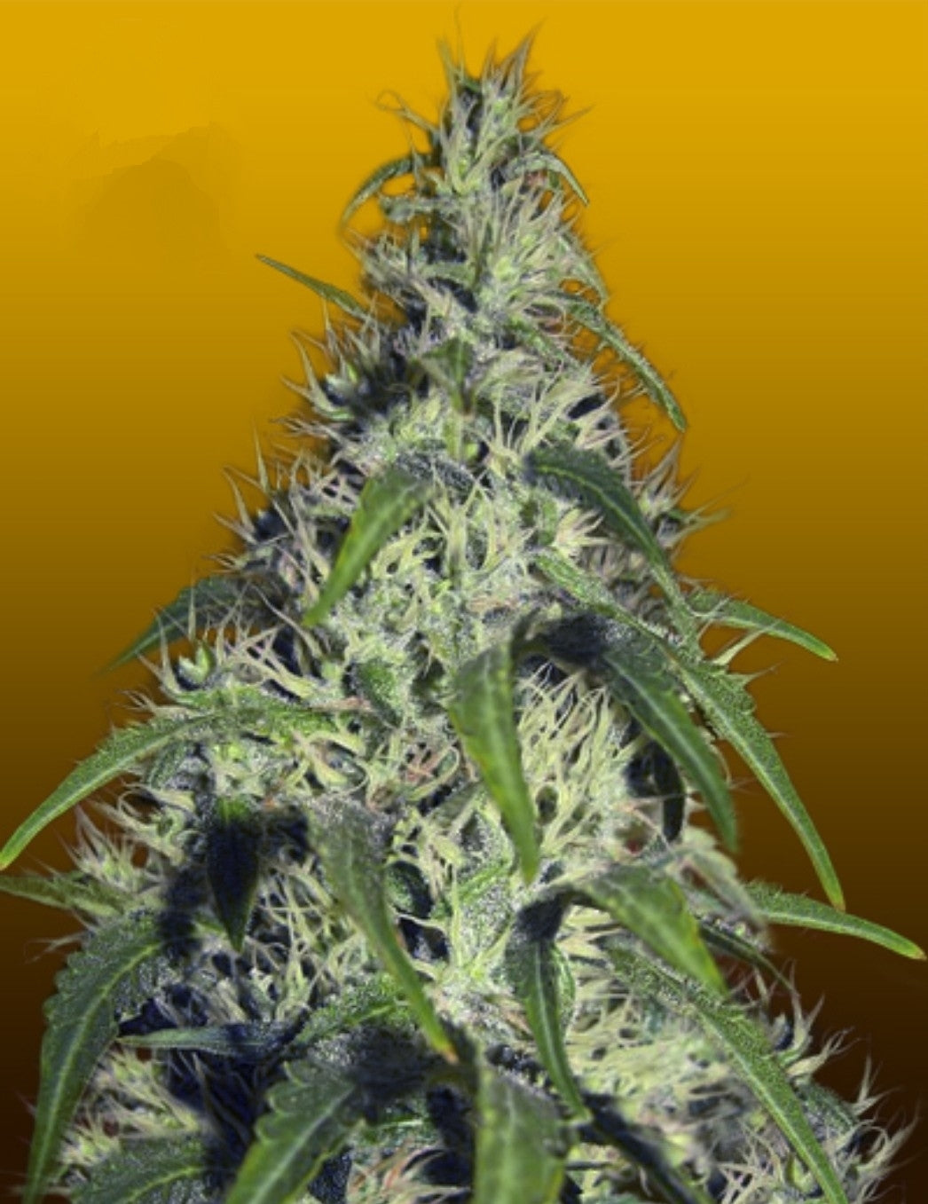 Revolver Autoflowering Marijuana Seeds