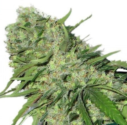 Sour Girl Autoflowering Marijuana Seeds