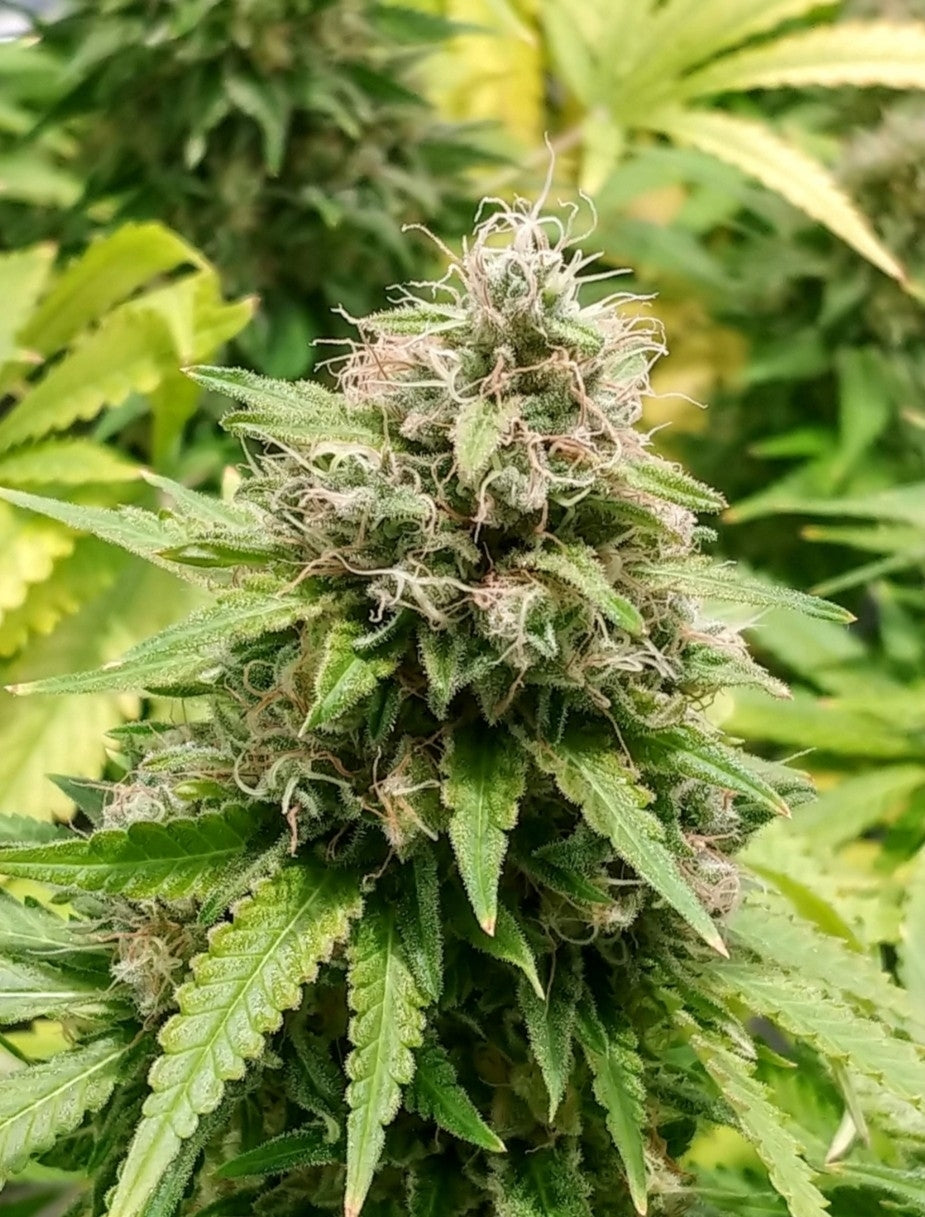 Train Wreck Autoflowering Marijuana Seeds