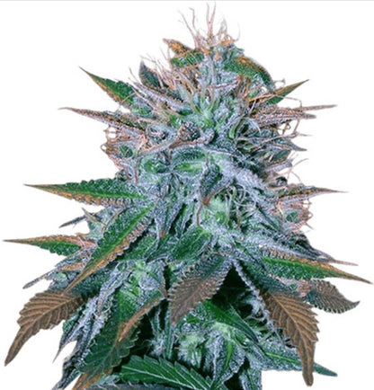 White Widow Autoflower Seeds