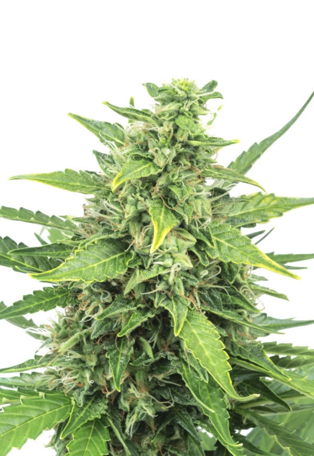 Agent Orange Feminized Seeds