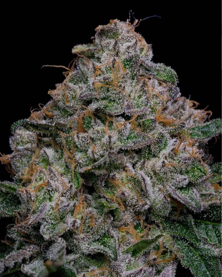 Blue Dream Feminized Marijuana Seeds